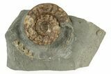 Jurassic Ammonite (Microderoceras) - Charmouth, England #243472-1